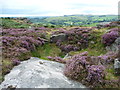 SK2476 : Flowering heather, Froggatt Edge by Christine Johnstone