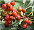 J4482 : Rowan berries, Helen's Bay (September 2015) by Albert Bridge