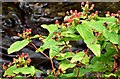 J4681 : Tutsan berries, Crawfordsburn - September 2015(3) by Albert Bridge