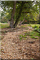 SU2011 : Newly raised stream bed, Amberslade Bottom by Peter Facey