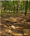 SU2011 : Visible heather bales, in Broomy Inclosure by Peter Facey