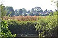 SP2965 : Giant Hogweed on the riverbank, Myton, Warwick by Robin Stott