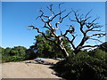 TQ3888 : Dead tree next to Hollow Pond by Marathon