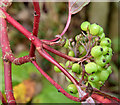 J4669 : Snowberries, Comber - October 2015(2) by Albert Bridge