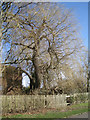 SP2965 : Weeping willow in the process of collapse, rear of William Tarver Close, Warwick by Robin Stott