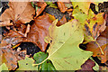 J4173 : Autumn leaves, Dundonald - October 2015(1) by Albert Bridge