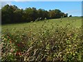 NS4183 : Hedgerow near Westerton by Lairich Rig