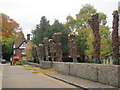 SP9211 : Pollarding the Churchyard Trees at Tring (4) Nearly Finished by Chris Reynolds