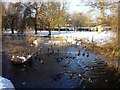 SE6250 : Ducks near Langwith by DS Pugh