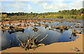 SJ5471 : Blakemere Moss, Delamere Forest Park by Jeff Buck