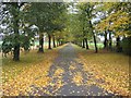 SO8642 : Avenue of autumn colours by Philip Halling