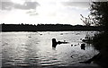 SJ5571 : Blakemere Moss, Delamere Forest Park by Jeff Buck