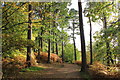 SJ5571 : Delamere Forest by Jeff Buck