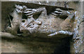 SK9153 : Fighting animals, Brant Broughton church by J.Hannan-Briggs