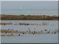 SZ7799 : Brent Geese before Ella Nore by Rob Farrow