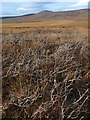 NC8329 : Old muirburn below Cnoc Fèith na Fola, Sutherland by Claire Pegrum