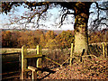 SJ9892 : Boarfold Footpath stile by Stephen Burton