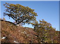 NH3539 : Oak trees, on the slopes of Strathfarrar by Craig Wallace