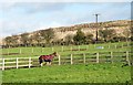 NZ1053 : Well dressed horse in paddock by Trevor Littlewood