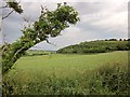 ST9922 : Wheat below Barrow Hill by Derek Harper