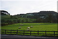 SK2465 : Sheep near Wye Farm by Bill Boaden