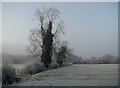 SP4069 : Ivy-clad trees on a frosty morning by Greg Fitchett