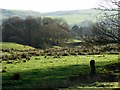 SD7215 : Rough pasture on the Witton Weavers' Way by philandju