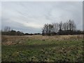 SJ8851 : Rough grassland at Whitfield Valley LNR by Jonathan Hutchins