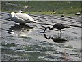 SE3231 : Swan and Heron in the Aire and Calder Navigation by Graham Robson