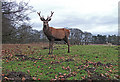 SJ7581 : Deer Park, Tatton Park by michael ely