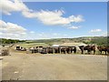 NZ1256 : Cattle at White Byerside farm by Robert Graham