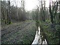 SE5633 : Main Drain, Bishop Wood, looking downstream by Christine Johnstone