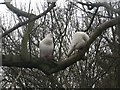 NZ2666 : White pigeons in a tree, Jesmond Dene by Graham Robson