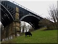 NZ2664 : Cow grazing beneath Ouseburn Viaduct, Newcastle upon Tyne by Graham Robson