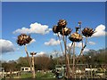 SP2966 : Dead cardoons, Potterton's allotments, East Warwick by Robin Stott