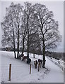 NH8608 : Speyside Way passing cattle and trees, by Dalraddy by Craig Wallace