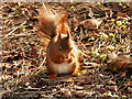 SD2708 : Red Squirrel (Sciurus vulgaris) at Formby by David Dixon