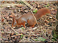 SD2708 : Red Squirrel Foraging at Formby by David Dixon