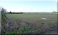 SE3277 : Winter cereals above the valley of Wath Beck by Christine Johnstone