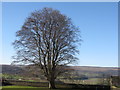 NS7993 : Beech at Stirling Castle by M J Richardson