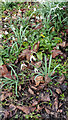 TQ2997 : Snowdrops, Water Garden, Trent Park, Enfield by Christine Matthews