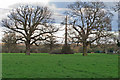 TL7304 : Trees in meadow near Pontlands Park Hotel, Great Baddow by Roger Jones