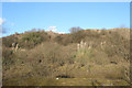 SS8280 : Vegetation on disused land in Cornelly quarry country by eswales