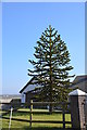 SS3203 : Monkey Puzzle Tree on Derriton Road by Julian P Guffogg