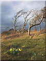 SD4573 : Wild daffodils on the Silverdale shore by Karl and Ali