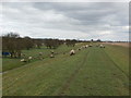 SE9226 : Grazing and Flood Bank near Brough by Jonathan Clitheroe