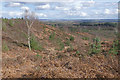 SU9052 : View from Ricochet Hill, Ash Ranges by Alan Hunt