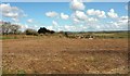 SX1863 : Field near East Taphouse by Derek Harper