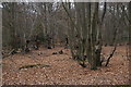 TL4300 : Epping Forest: beech woodland north of Jack's Hill by Christopher Hilton