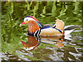 SD4314 : Martin Mere Wetland Centre, Mandarin Duck by David Dixon